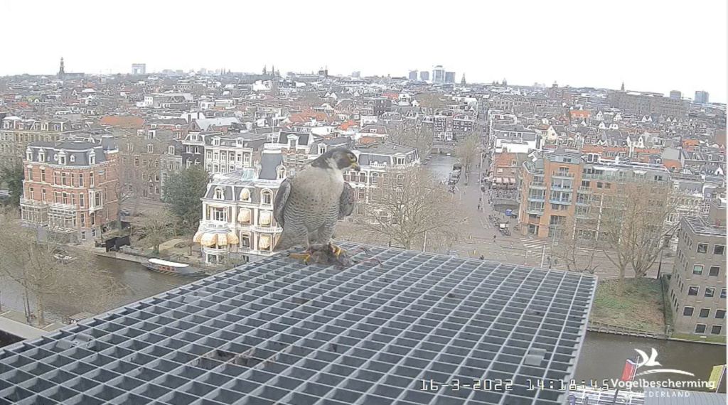 Amsterdam/Rijksmuseum screenshots © Beleef de Lente/Vogelbescherming Nederland - Pagina 4 2022-574