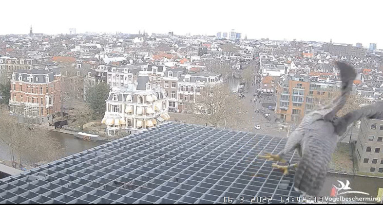 Amsterdam/Rijksmuseum screenshots © Beleef de Lente/Vogelbescherming Nederland - Pagina 4 2022-582