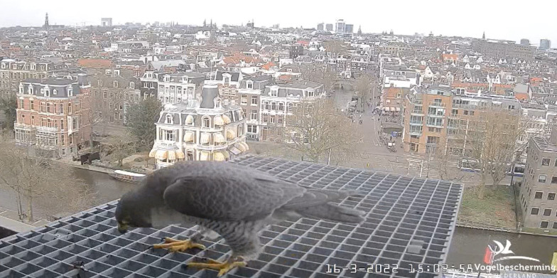 Amsterdam/Rijksmuseum screenshots © Beleef de Lente/Vogelbescherming Nederland - Pagina 4 2022-586