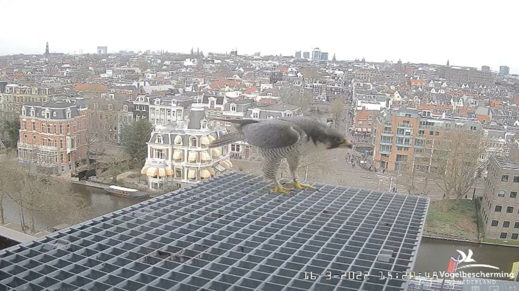 Amsterdam/Rijksmuseum screenshots © Beleef de Lente/Vogelbescherming Nederland - Pagina 4 2022-587