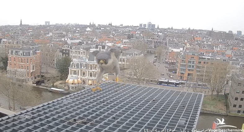 Amsterdam/Rijksmuseum screenshots © Beleef de Lente/Vogelbescherming Nederland - Pagina 4 2022-597