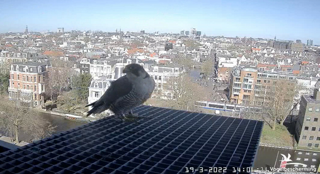 Amsterdam/Rijksmuseum screenshots © Beleef de Lente/Vogelbescherming Nederland - Pagina 5 2022-664