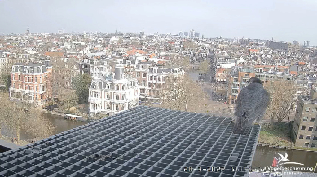 Amsterdam/Rijksmuseum screenshots © Beleef de Lente/Vogelbescherming Nederland - Pagina 6 2022-689