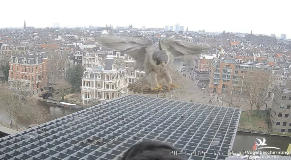 Amsterdam/Rijksmuseum screenshots © Beleef de Lente/Vogelbescherming Nederland - Pagina 6 2022-704