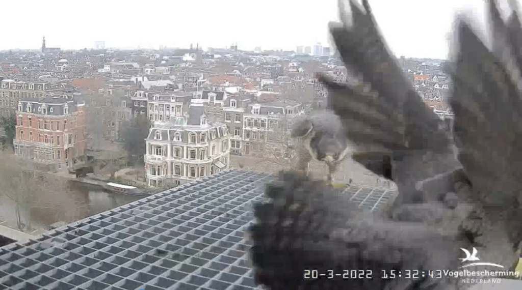 Amsterdam/Rijksmuseum screenshots © Beleef de Lente/Vogelbescherming Nederland - Pagina 6 2022-705