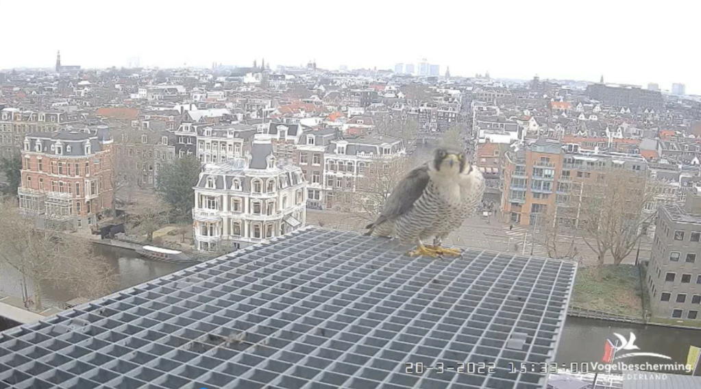 Amsterdam/Rijksmuseum screenshots © Beleef de Lente/Vogelbescherming Nederland - Pagina 6 2022-706