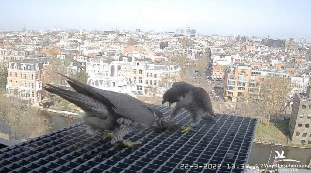 Amsterdam/Rijksmuseum screenshots © Beleef de Lente/Vogelbescherming Nederland - Pagina 6 2022-730
