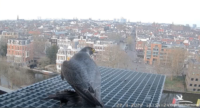 Amsterdam/Rijksmuseum screenshots © Beleef de Lente/Vogelbescherming Nederland - Pagina 6 2022-762