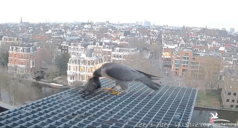 Amsterdam/Rijksmuseum screenshots © Beleef de Lente/Vogelbescherming Nederland - Pagina 6 2022-765