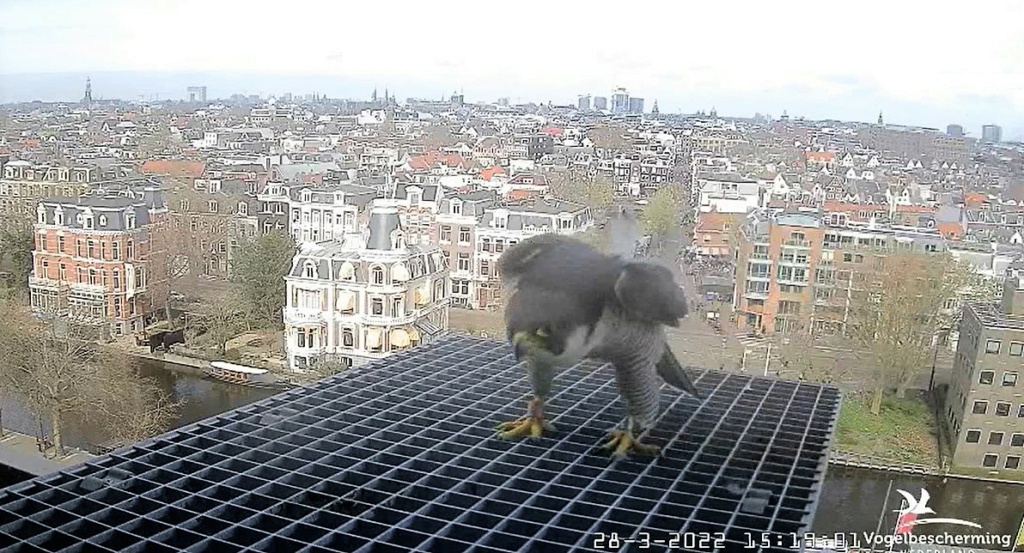 Amsterdam/Rijksmuseum screenshots © Beleef de Lente/Vogelbescherming Nederland - Pagina 9 2022-966