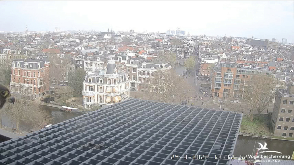 Amsterdam/Rijksmuseum screenshots © Beleef de Lente/Vogelbescherming Nederland - Pagina 10 2022-973