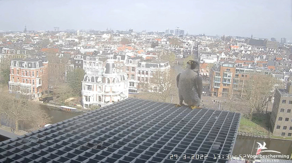 Amsterdam/Rijksmuseum screenshots © Beleef de Lente/Vogelbescherming Nederland - Pagina 10 2022-978