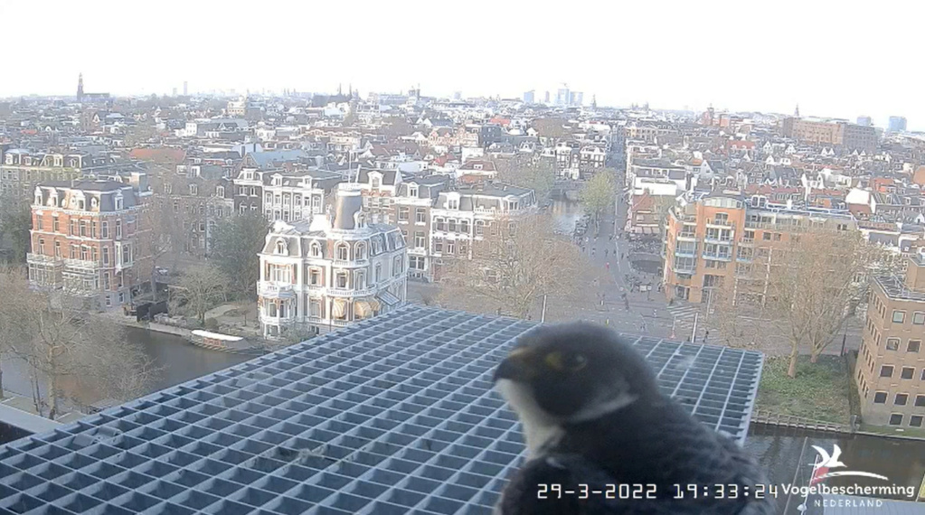 Amsterdam/Rijksmuseum screenshots © Beleef de Lente/Vogelbescherming Nederland - Pagina 10 20221007