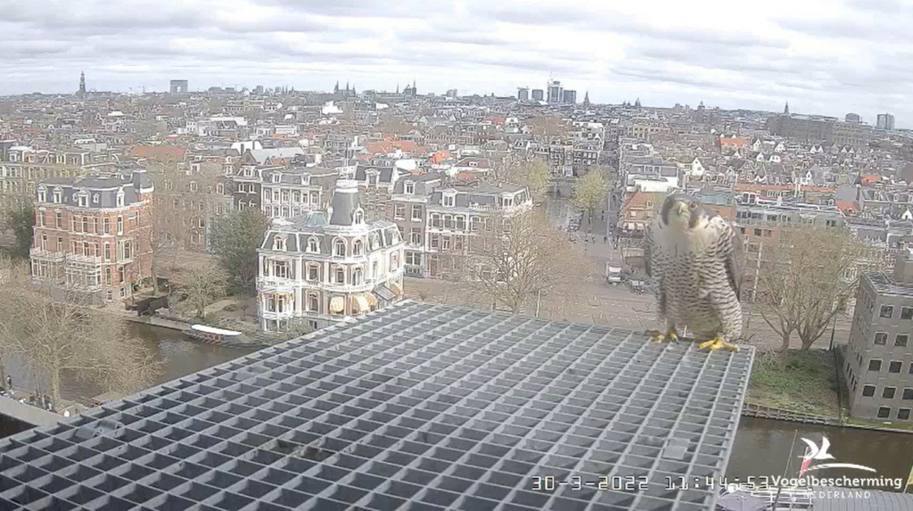 Amsterdam/Rijksmuseum screenshots © Beleef de Lente/Vogelbescherming Nederland - Pagina 10 20221014