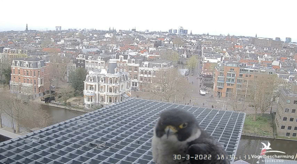 Amsterdam/Rijksmuseum screenshots © Beleef de Lente/Vogelbescherming Nederland - Pagina 11 20221032