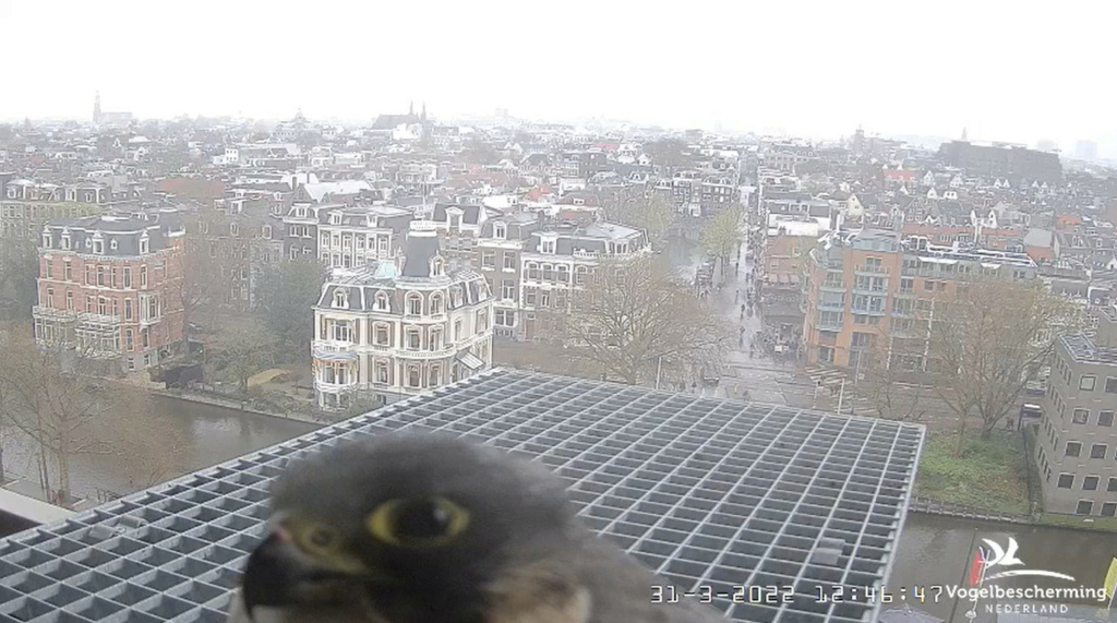 Amsterdam/Rijksmuseum screenshots © Beleef de Lente/Vogelbescherming Nederland - Pagina 12 20221052