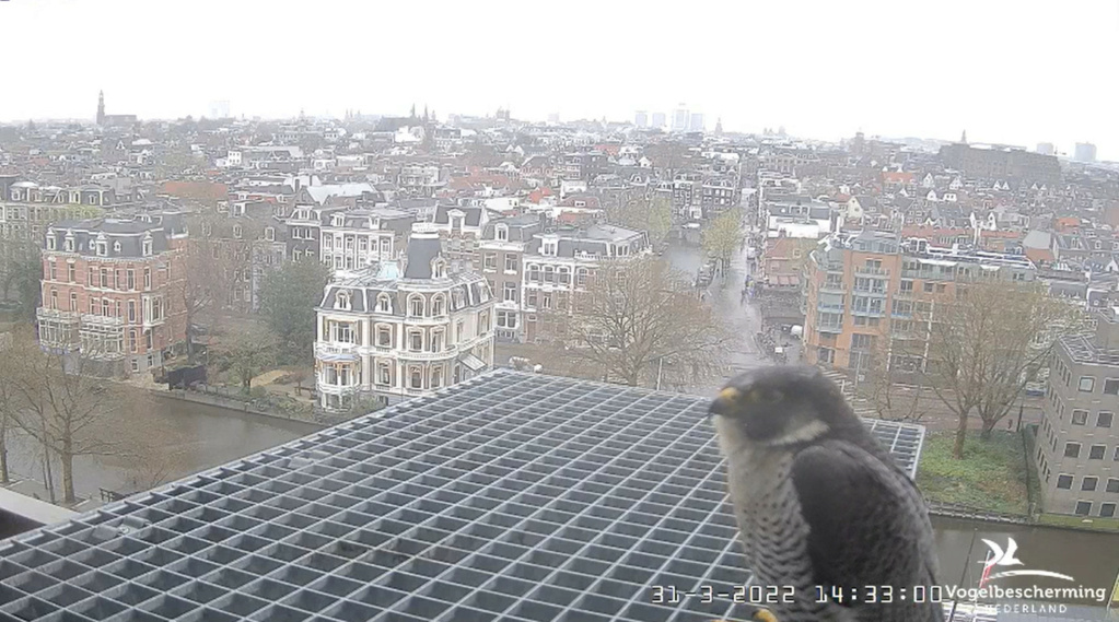 Amsterdam/Rijksmuseum screenshots © Beleef de Lente/Vogelbescherming Nederland - Pagina 12 20221066