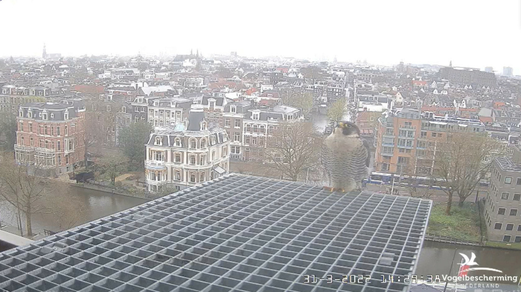 Amsterdam/Rijksmuseum screenshots © Beleef de Lente/Vogelbescherming Nederland - Pagina 12 20221068