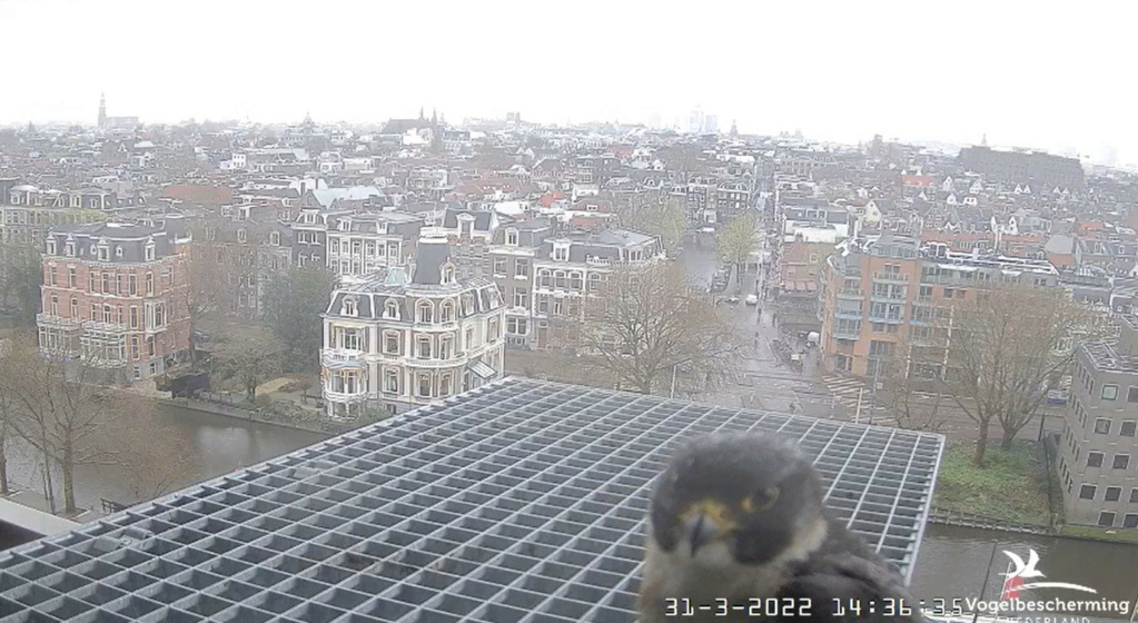 Amsterdam/Rijksmuseum screenshots © Beleef de Lente/Vogelbescherming Nederland - Pagina 12 20221069