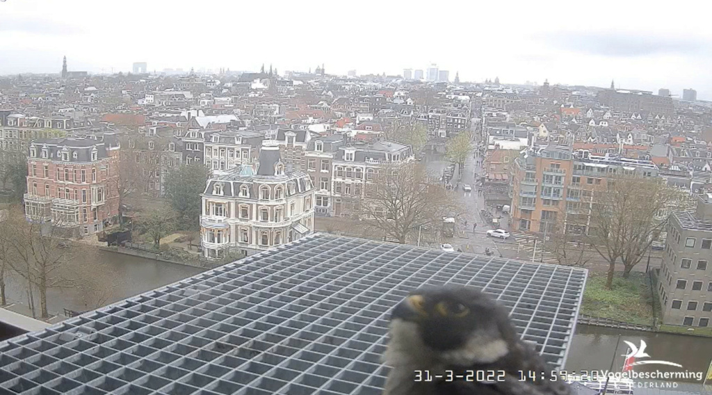 Amsterdam/Rijksmuseum screenshots © Beleef de Lente/Vogelbescherming Nederland - Pagina 12 20221075