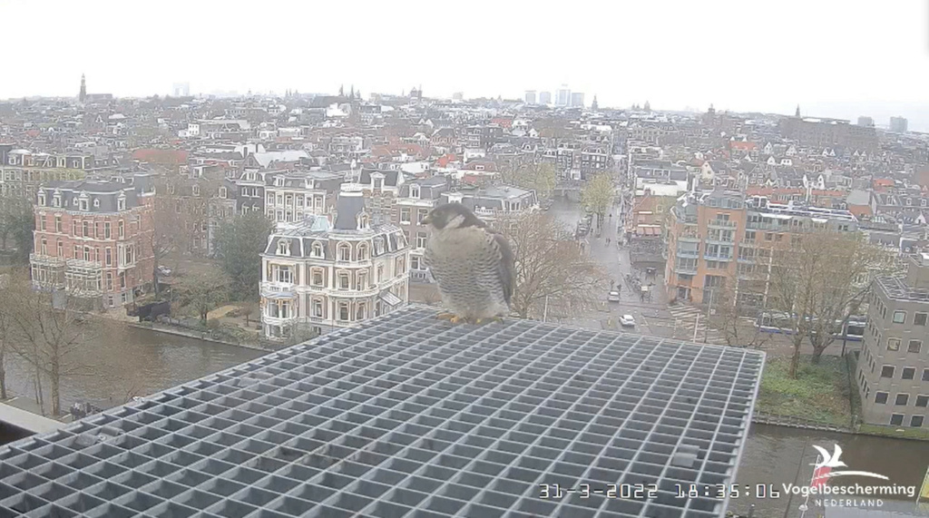Amsterdam/Rijksmuseum screenshots © Beleef de Lente/Vogelbescherming Nederland - Pagina 12 20221083