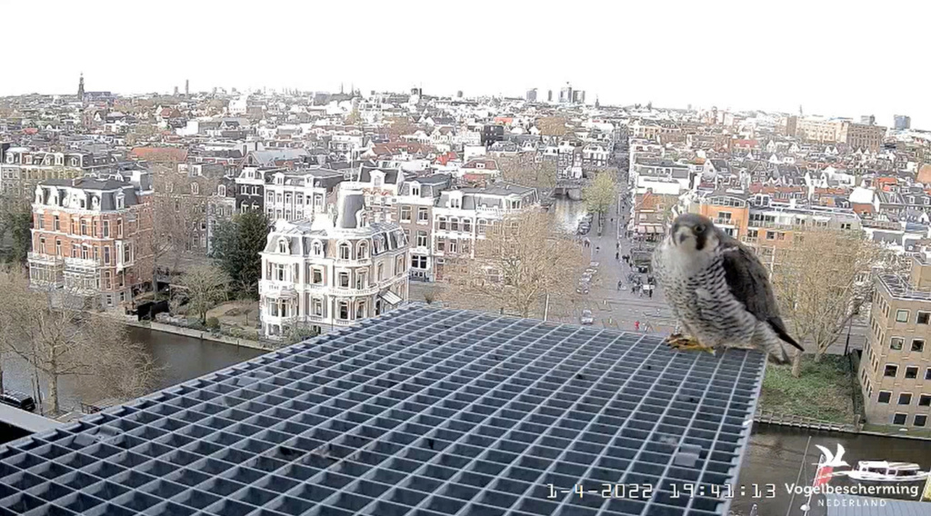 Amsterdam/Rijksmuseum screenshots © Beleef de Lente/Vogelbescherming Nederland - Pagina 13 20221121