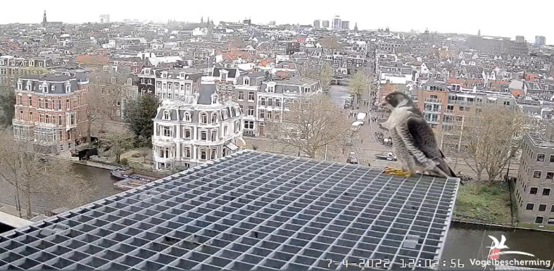 Amsterdam/Rijksmuseum screenshots © Beleef de Lente/Vogelbescherming Nederland - Pagina 15 20221267