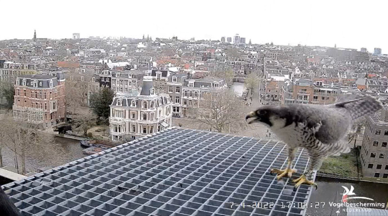 Amsterdam/Rijksmuseum screenshots © Beleef de Lente/Vogelbescherming Nederland - Pagina 16 20221294