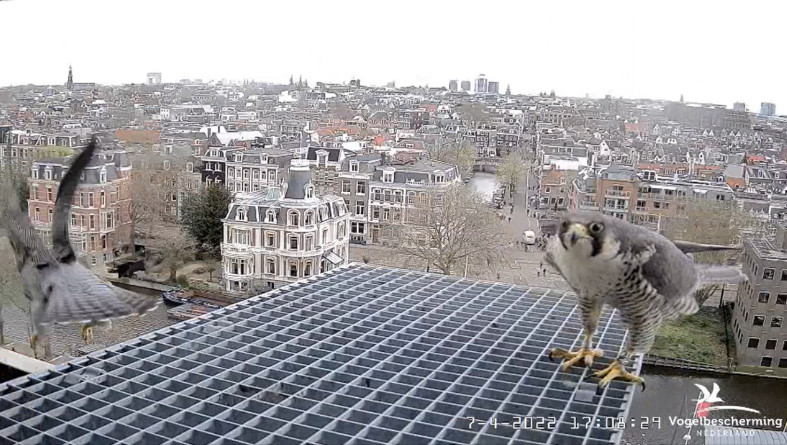 Amsterdam/Rijksmuseum screenshots © Beleef de Lente/Vogelbescherming Nederland - Pagina 16 20221295