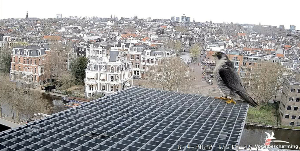 Amsterdam/Rijksmuseum screenshots © Beleef de Lente/Vogelbescherming Nederland - Pagina 16 20221322
