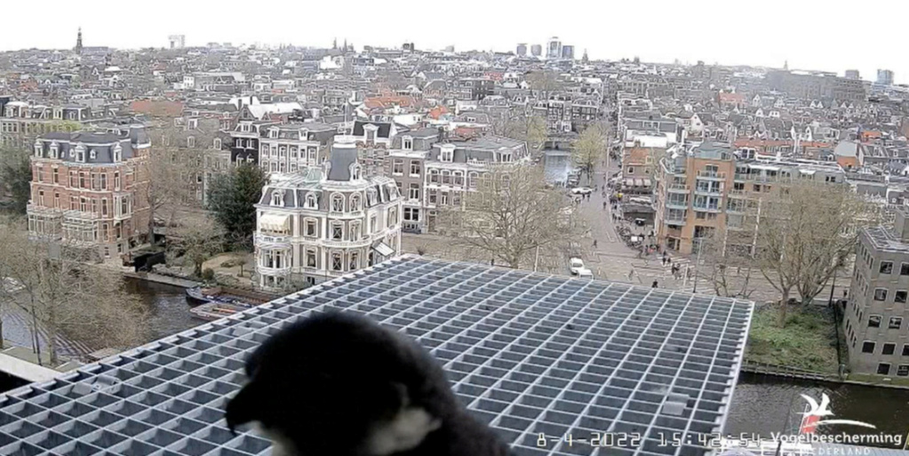 Amsterdam/Rijksmuseum screenshots © Beleef de Lente/Vogelbescherming Nederland - Pagina 16 20221326