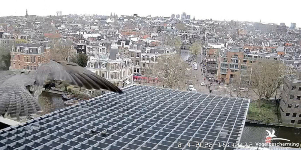 Amsterdam/Rijksmuseum screenshots © Beleef de Lente/Vogelbescherming Nederland - Pagina 16 20221328