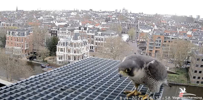 Amsterdam/Rijksmuseum screenshots © Beleef de Lente/Vogelbescherming Nederland - Pagina 16 20221340