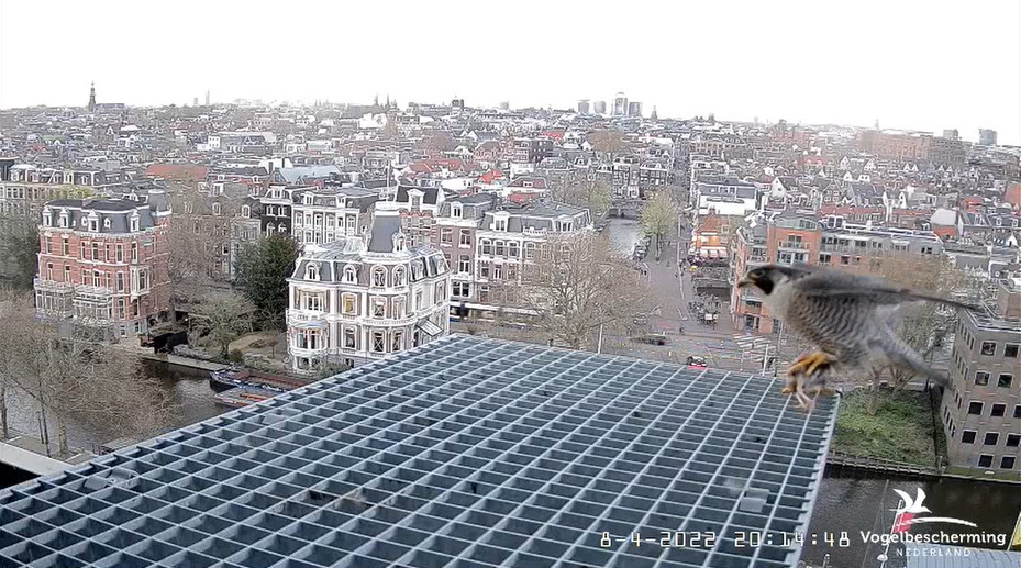 Amsterdam/Rijksmuseum screenshots © Beleef de Lente/Vogelbescherming Nederland - Pagina 16 20221359