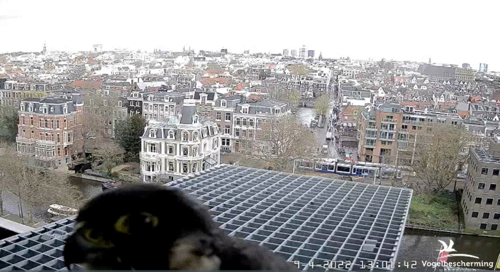Amsterdam/Rijksmuseum screenshots © Beleef de Lente/Vogelbescherming Nederland - Pagina 16 20221374