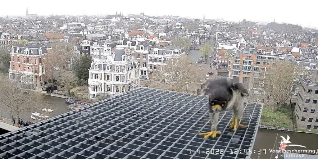 Amsterdam/Rijksmuseum screenshots © Beleef de Lente/Vogelbescherming Nederland - Pagina 16 20221380