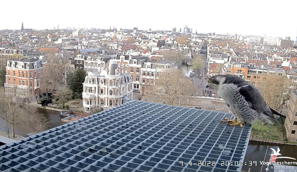 Amsterdam/Rijksmuseum screenshots © Beleef de Lente/Vogelbescherming Nederland - Pagina 17 20221414