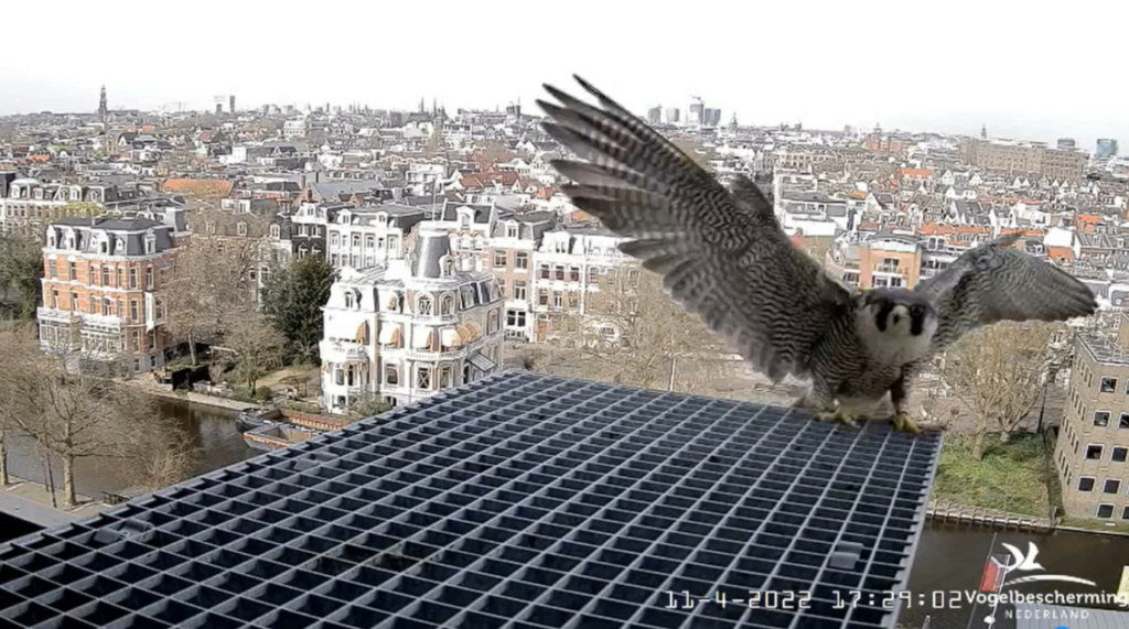 Amsterdam/Rijksmuseum screenshots © Beleef de Lente/Vogelbescherming Nederland - Pagina 18 20221479