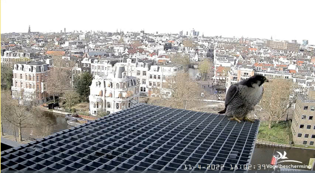 Amsterdam/Rijksmuseum screenshots © Beleef de Lente/Vogelbescherming Nederland - Pagina 18 20221487