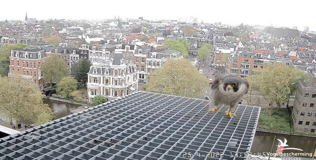 Amsterdam/Rijksmuseum screenshots © Beleef de Lente/Vogelbescherming Nederland - Pagina 25 20222088