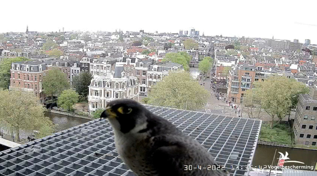 Amsterdam/Rijksmuseum screenshots © Beleef de Lente/Vogelbescherming Nederland - Pagina 26 20222242