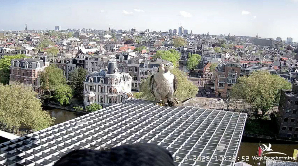 Amsterdam/Rijksmuseum screenshots © Beleef de Lente/Vogelbescherming Nederland - Pagina 28 20222347