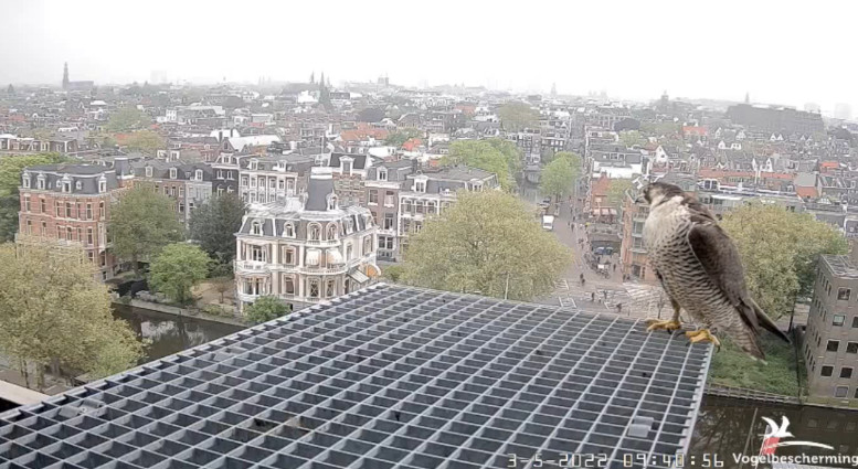 Amsterdam/Rijksmuseum screenshots © Beleef de Lente/Vogelbescherming Nederland - Pagina 29 20222409