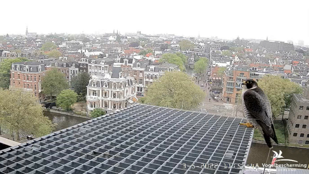 Amsterdam/Rijksmuseum screenshots © Beleef de Lente/Vogelbescherming Nederland - Pagina 29 20222420