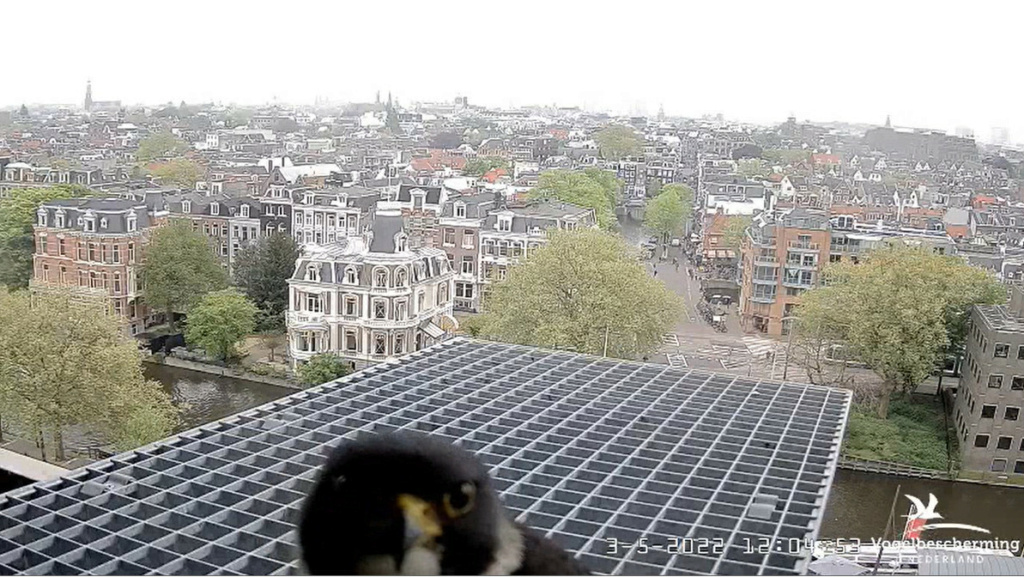 Amsterdam/Rijksmuseum screenshots © Beleef de Lente/Vogelbescherming Nederland - Pagina 29 20222422