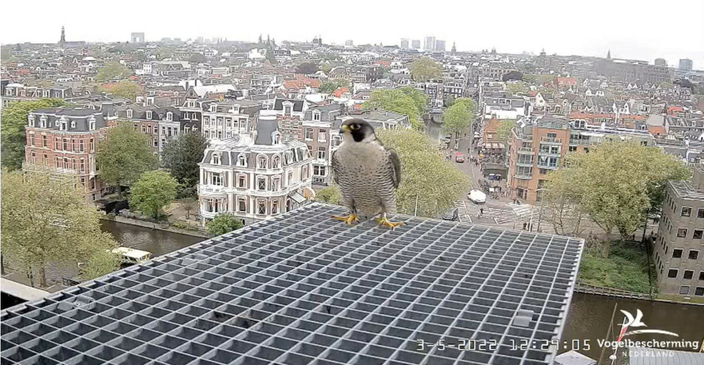 Amsterdam/Rijksmuseum screenshots © Beleef de Lente/Vogelbescherming Nederland - Pagina 29 20222423