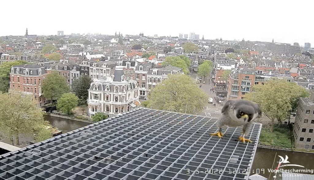 Amsterdam/Rijksmuseum screenshots © Beleef de Lente/Vogelbescherming Nederland - Pagina 29 20222424