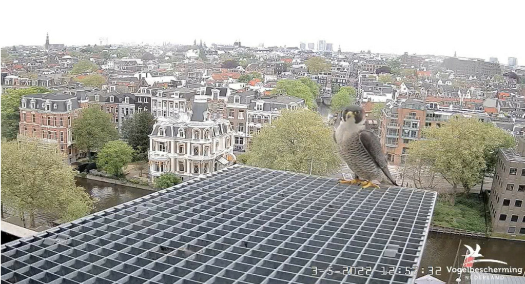 Amsterdam/Rijksmuseum screenshots © Beleef de Lente/Vogelbescherming Nederland - Pagina 29 20222426