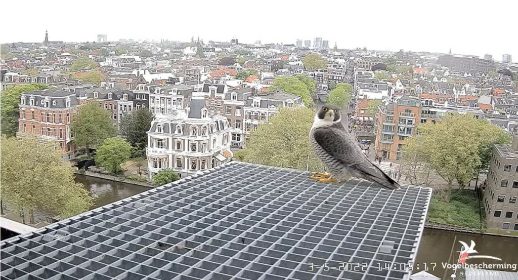 Amsterdam/Rijksmuseum screenshots © Beleef de Lente/Vogelbescherming Nederland - Pagina 29 20222439