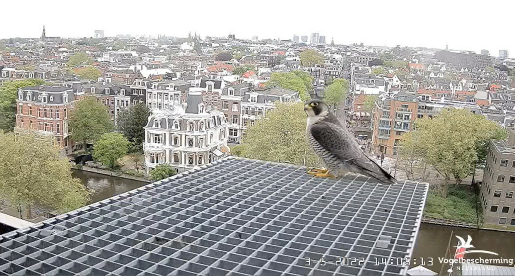 Amsterdam/Rijksmuseum screenshots © Beleef de Lente/Vogelbescherming Nederland - Pagina 29 20222440